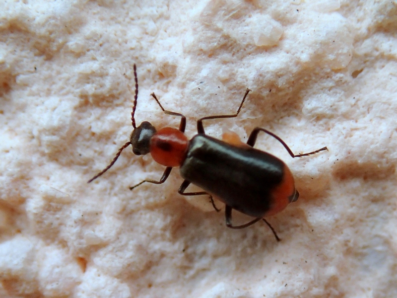 Malachiidae